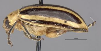 Media type: image; Entomology 29047   Aspect: habitus lateral view